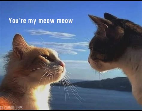 You are My meow meow | Cat life, Youre my meow meow, Cat memes