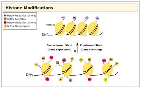 Cells | Free Full-Text | Reading between the (Genetic) Lines: How ...