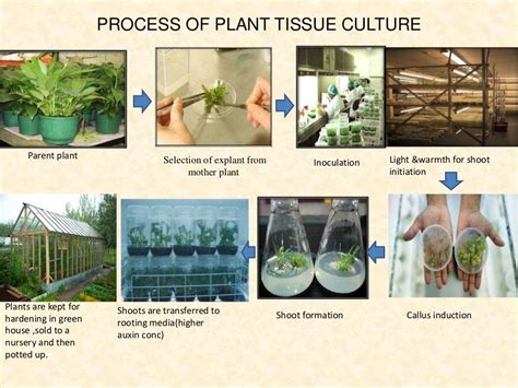 Plant Tissue Culture Technique and its applications