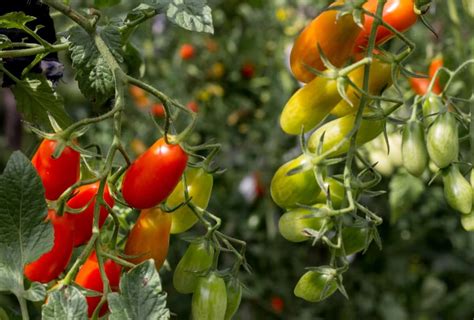 From Deserts to Harvests: Greenhouse Farming in Saudi Arabia