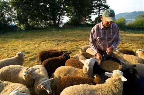 The Reformation restored shepherds to the sheepfold - Warhorn Media