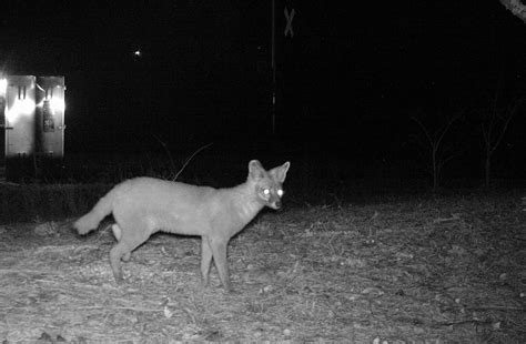 What are Samson foxes? | Wildlife Online