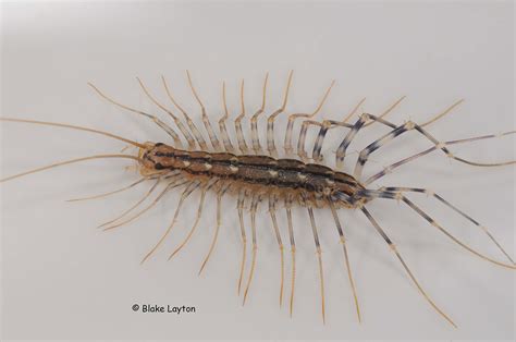 House Centipede, No. 29 | Mississippi State University Extension Service