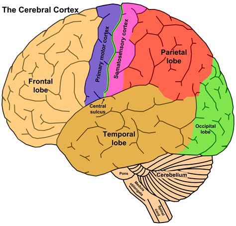 The Brain Concept with Synaesthesia | The Syn Moment