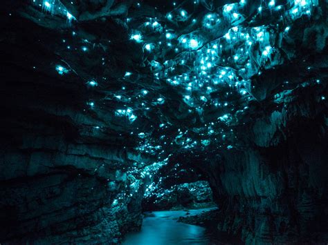 Why New Zealand has glowing luminosity caves: glow worm photos ...