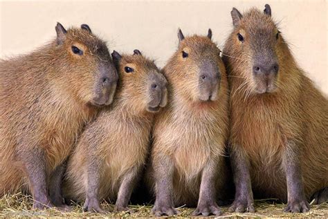 Forever friends by Patrick Bakkum on 500px | Capybara, Tame animals ...