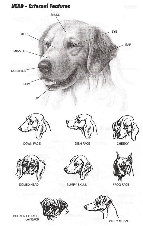 Head external | Dog anatomy, Head anatomy, Mouth anatomy