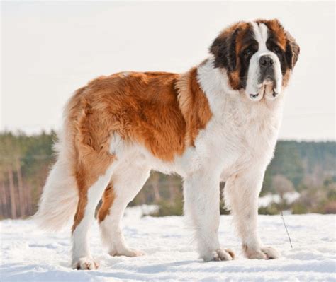 San Bernardo | St bernard dogs, Big dog breeds, Bernard dog