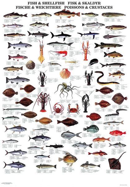 Fish & Shellfish | Sea fish, Fish chart, Deep sea fishing