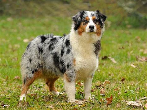 Australian Shepherd Summer Haircut - which haircut suits my face