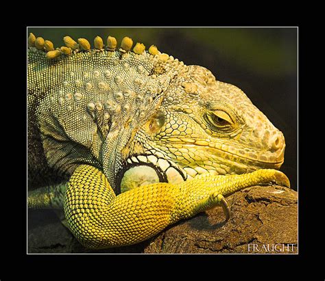 Yellow Lizard by fraughtuk on DeviantArt