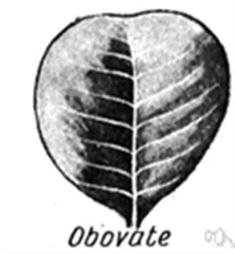 Obovate leaf - definition of obovate leaf by The Free Dictionary