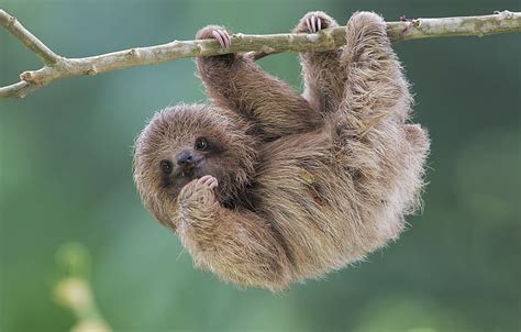 Sloth 1080P, 2K, 4K, 5K HD wallpapers free download | Wallpaper Flare