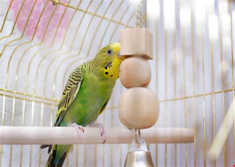 Best Toys for Pet Birds: The Ultimate Buying Guide [2023]