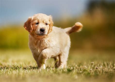 A Guide to Puppy Breeds: Golden Retrievers! — The Puppy Academy