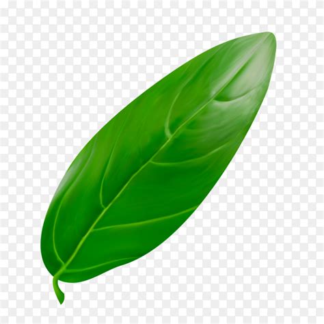 Green Leaf on transparent background PNG - Similar PNG