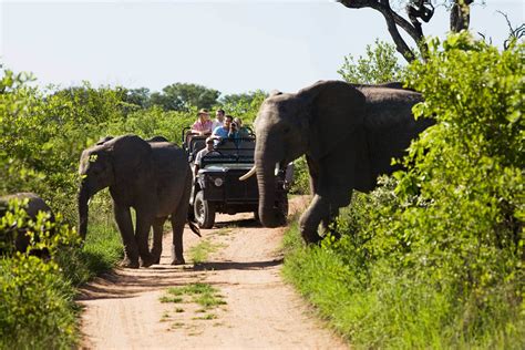 Kruger National Park 2 Days Best Ever Safari from Cape Town - Africa ...