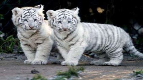 White Tiger Cubs Wallpapers - Wallpaper Cave