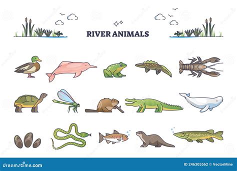 River Animals or Underwater Species in Wet Environment Outline ...