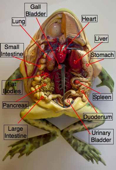 Dr. Harnois' Science Class Blog: Virtual Frog Dissection Lab