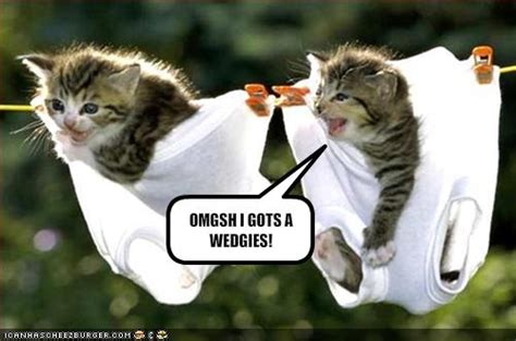 Funny kitten pics with captions