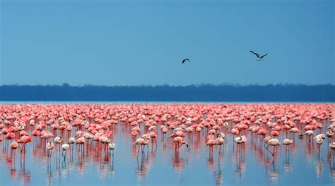 Lake Nakuru National Park | Tanzania Safari Destinations