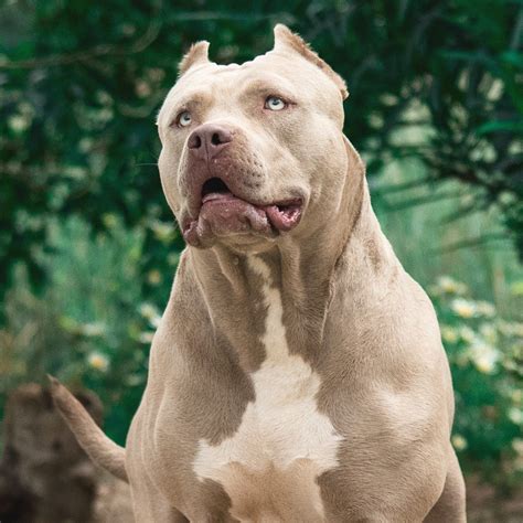 XXL American Bully -XXL Luxor Bullys