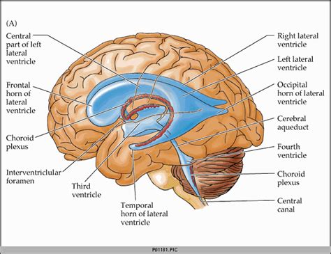 brain lateral ventricles model - Google Search | Brain anatomy ...