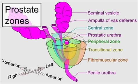 Hiperplasia Prostática Benigna | Concise Medical Knowledge