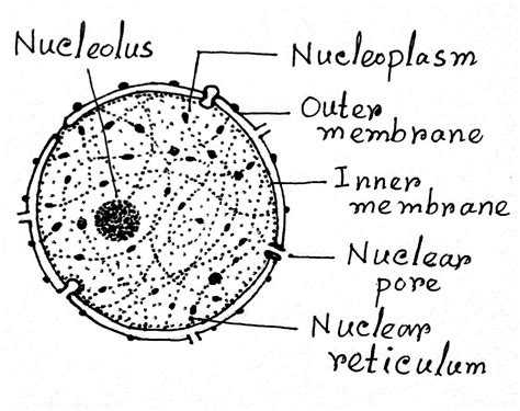 16+ Diagram Of Nucleus - AwesRashee