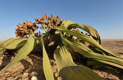 Welwitschia Mirabilis (Ağaç Tümörü) | Saksı bitkileri, Bi̇tki̇, Ağaç