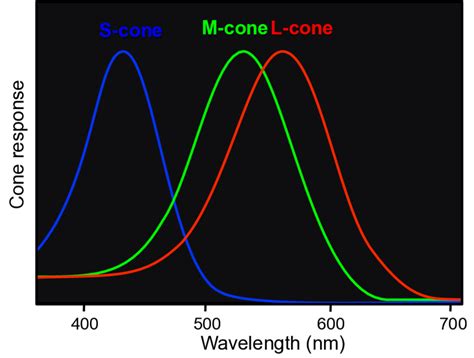 Spectral absorption functions of the three cone photoreceptors ...