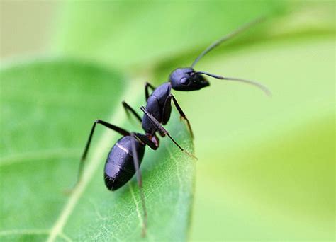 Black Garden Ant. The Black Garden Ant is common in many habitats ...