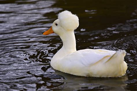 Birds With Hair | The Garden and Patio Home Guide