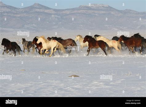 Wild horses running in snow hi-res stock photography and images - Alamy