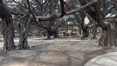 Maui fires: Man records destruction, comes across historic Banyan tree ...