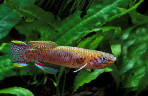 Killifish: The Best Species For Your Aquarium – Pets For Children