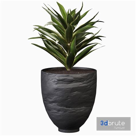 Song Of India Indoor Plant Set 03 3d model Buy Download 3dbrute