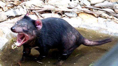 Can Science Save the Tasmanian Devil? | Fox News