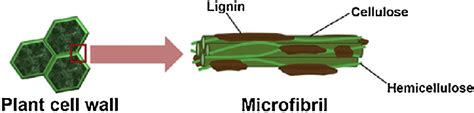 Structure of plant cell wall in lignocellulosic biomass which is ...