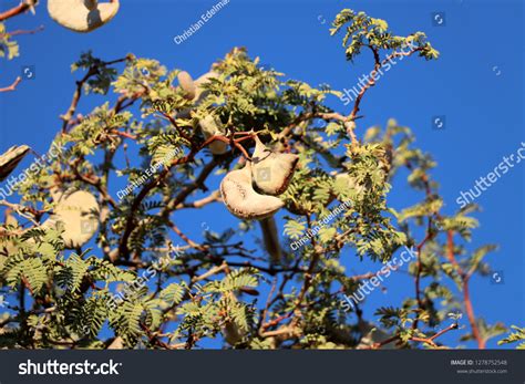 Fruits Leaves Camel Thorn Tree Namibia Stock Photo (Edit Now) 1278752548