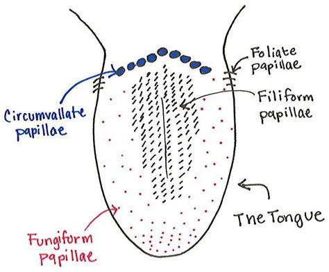 Making "Sense" of Flavor: How Taste, Smell and Touch Are Involved ...