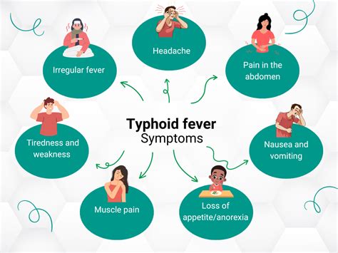 Understanding Enteric Fever: Causes, Symptoms, And Treatment - Ask The ...