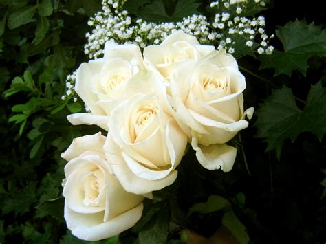 Flowers Wallpapers: White Roses Flowers Wallpapers