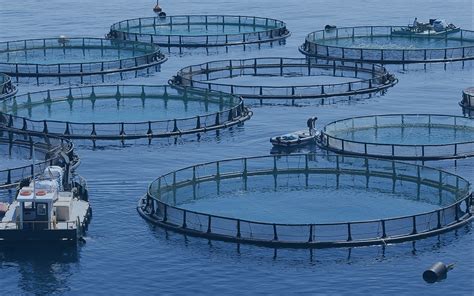 Primeiro projeto de aquacultura nos Açores está em fase de instalação ...