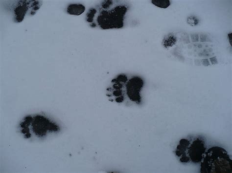 HD wallpaper: bear, paw prints, snow, tracks, winter, cold temperature ...