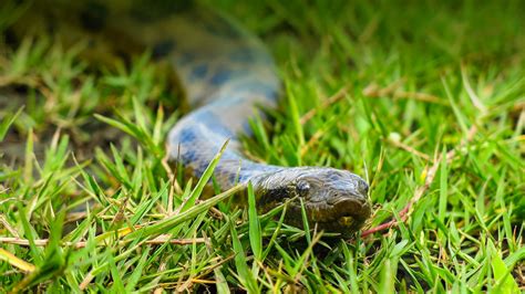 Green Anaconda Eating