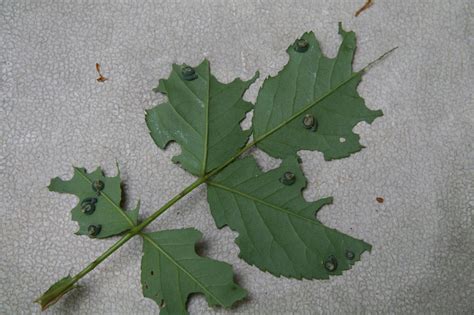 Rose Sawfly – Identification | Walter Reeves: The Georgia Gardener