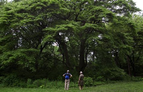 2 Enthusiasts Compose Map of Central Park Trees - The New York Times