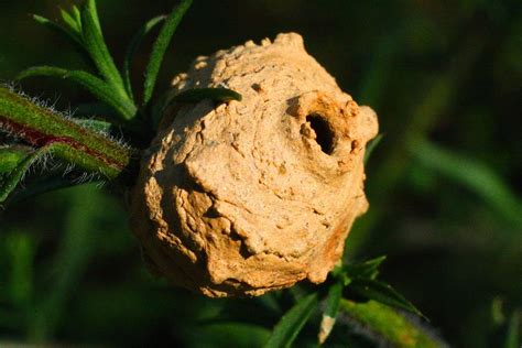 Potter Wasp Nest Photograph by Kathryn Meyer